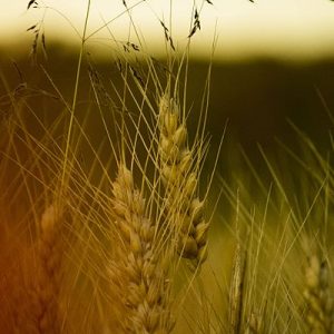Harvest Festival All Age Service, 10am, Sunday 24th September