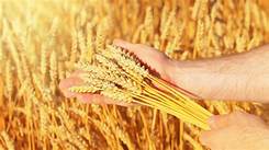 Harvest Festival Songs of Praise